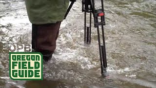 preview picture of video 'Knowles Creek | Oregon Field Guide'