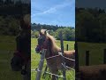 Vends poney de 16 mois