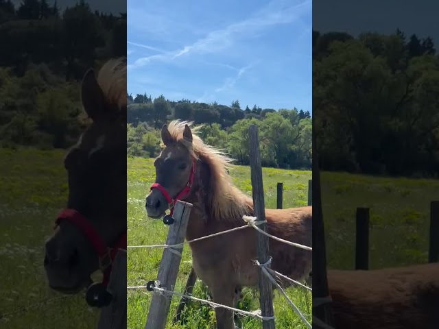 Vends poney de 16 mois