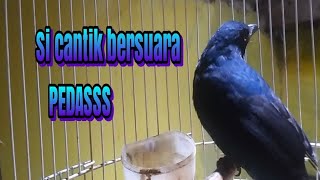 Download lagu BURUNG CUCAK BIRU GACOR mp3 Download lagu BURUNG CUCAK BIRU GACOR mp3