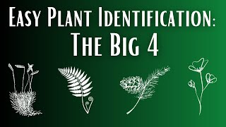 Easy Plant Identification: The Big 4