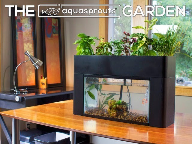 Self-Sustaining Desktop Aquarium