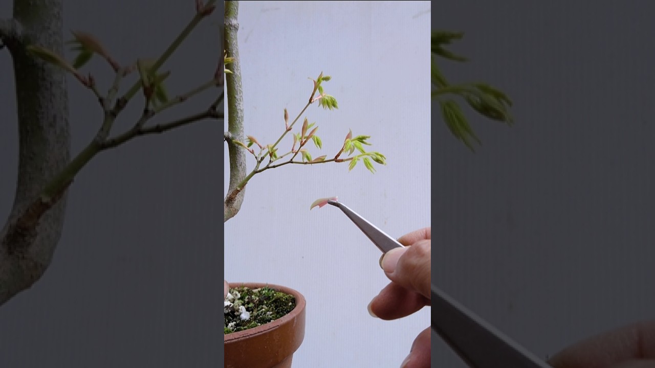 【もみじ】手入れ方法✨/ #Shorts / #盆栽