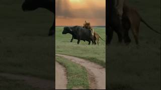 Download lagu beginilah cara sepasang singa ini berburu kerbau besar #animals #hewanbesar #hewan #worldwildlifeday mp3