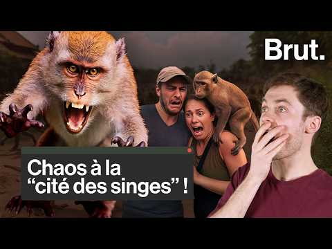 When macaques take control...