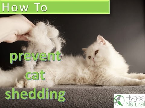 How to Prevent Cat Shedding