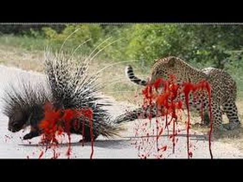 AMAZING Porcupine Kills Python and Leopard - Porcupine vs ( Lion, Anaconda, Bear, Turtle, Dog )