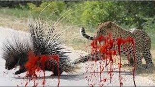 AMAZING Porcupine Kills Python and Leopard - Porcupine vs ( Lion, Anaconda, Bear, Turtle, Dog )
