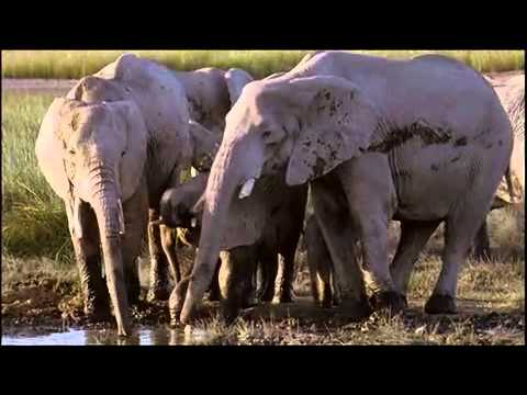 Africa's Paradise Of Thorns