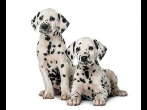 "All about Dalmatian dog" || Information || Dalmatian 101| Must watch