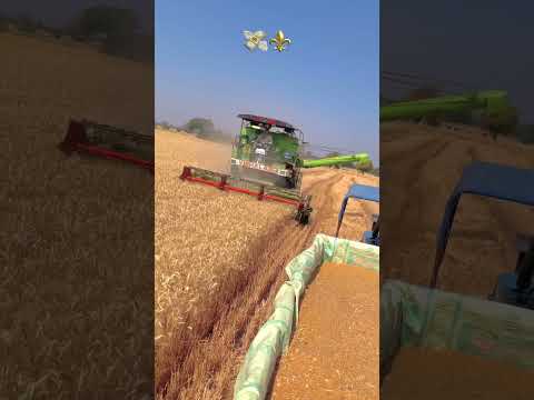 vishal 435 combine harvester #shots #ytshorts #vishal435 #combinelover #farmlife #jattlife #farming