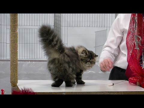 Persian kitten class judging, Set 2, Red Show, CFA International 2015