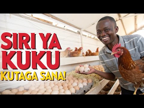 Jinsi Ya Kutengeneza chakula cha kuku wa mayai