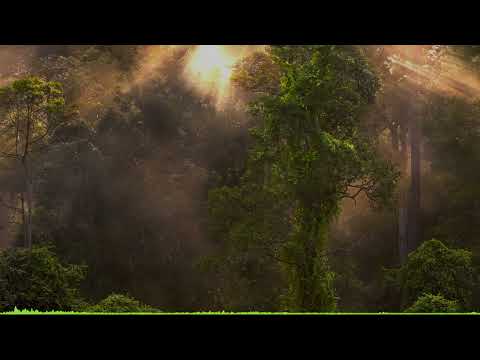 Jungle sounds | dusk in the rainforest