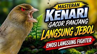 Download lagu Masteran KENARI GACOR Rapat CENGKOK MEWAH DURASI PANJANG, PANCINGAN Kenari Paud Belajar Ngeriwik mp3
