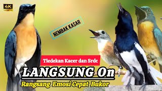 Download lagu TERBUKTI AMPUH, MERANGSANG EMOSI TLEDEKAN GUNUNG, SRDC DAN KACER mp3