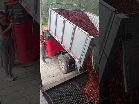 asi quedó la adaptación de ésta toyota para cargar café en ésta finca en Antioquia #cafe #campo