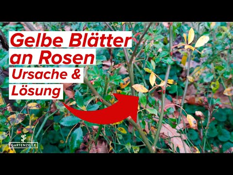 S.O.S. Gelbe Blätter! Wie man gelbe Blattfärbung an Rosen behandelt