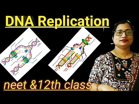 DNA replication process ll animated video of DNA replication for better understanding 12th biology