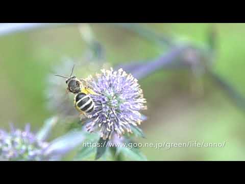 庭のバタフライガーデンのハチの飛翔
