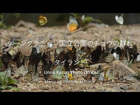 ケーンクラチャン国立公園（タイ）蝶の群れ