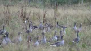 preview picture of video 'Scaring a Flock of Geese in Scotland'