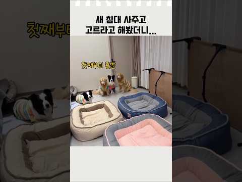 ❤️200만❤️새 침대 사주고 고르라고 했더니 #강아지반응 #댕댕이