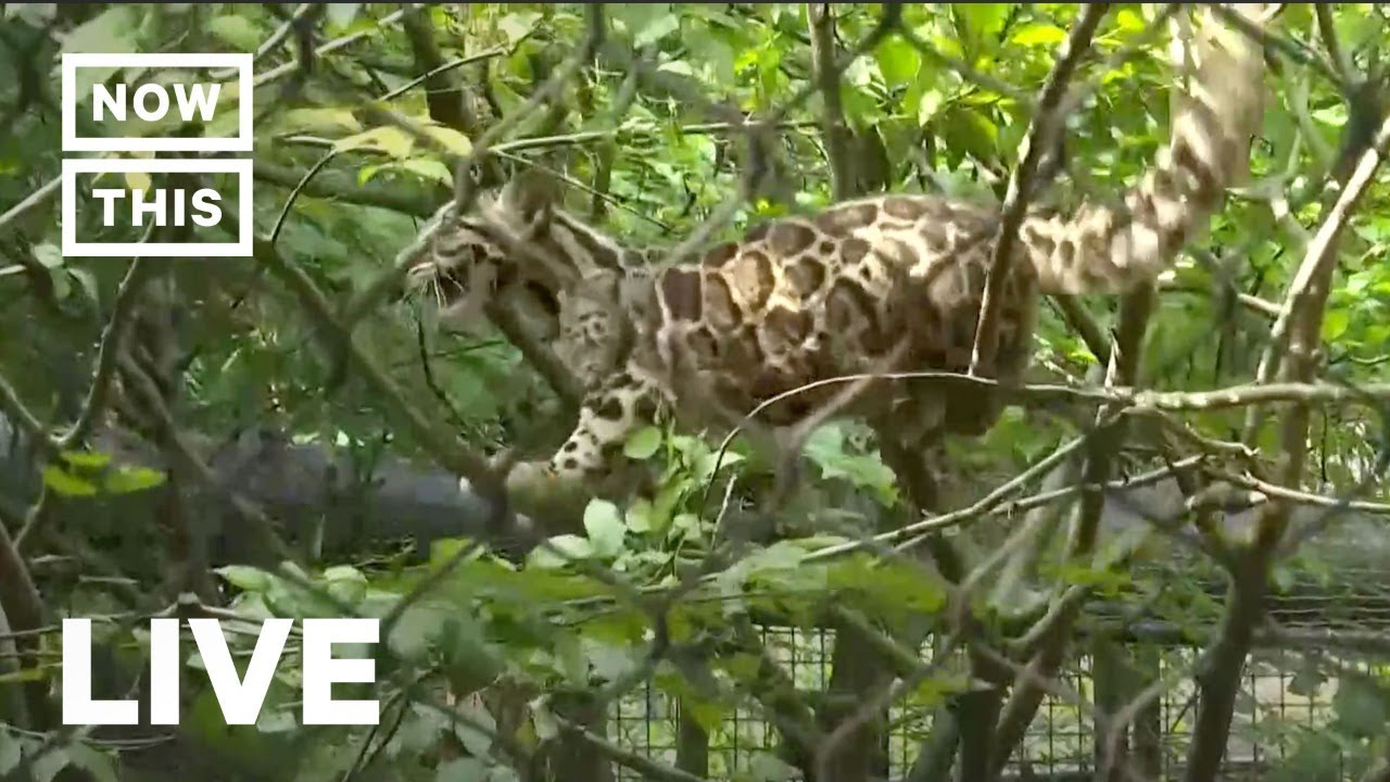 Rare Clouded Leopard Cubs Debut at Smithsonian National Zoo | NowThis