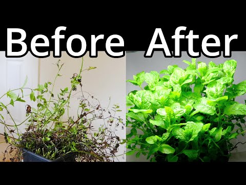 How to Revive Mint Plant? [Comprehensive Answer] - CGAA.org