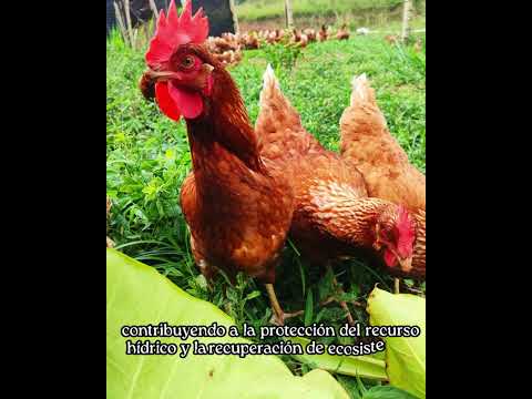 JULIMAR Desde el corazón del Caquetá, en el municipio de San Vicente del Caguán.