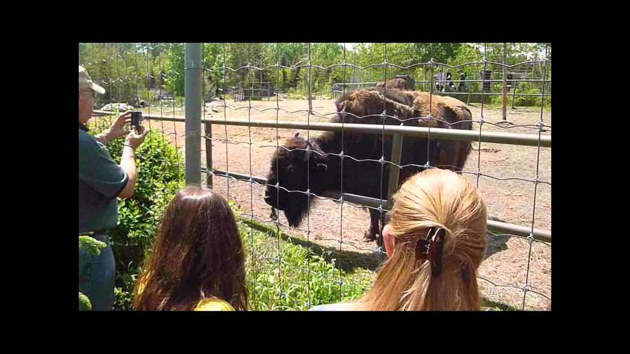 Wood Bison at The Calgary Zoo
