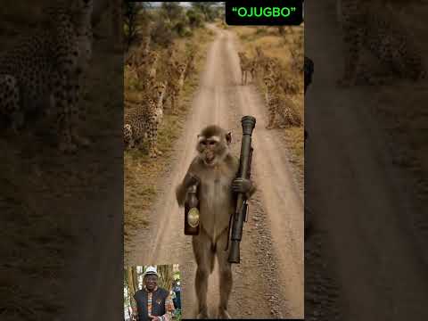Monkey Gboro.                                                          #everyone #viral #fyp #laugh
