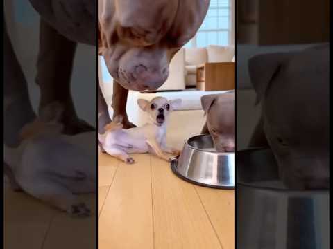 When the Chihuahua Bullies the Wrong Puppy… and Faints When Dad Arrives 😂🐶 #chihuahua #pitbull