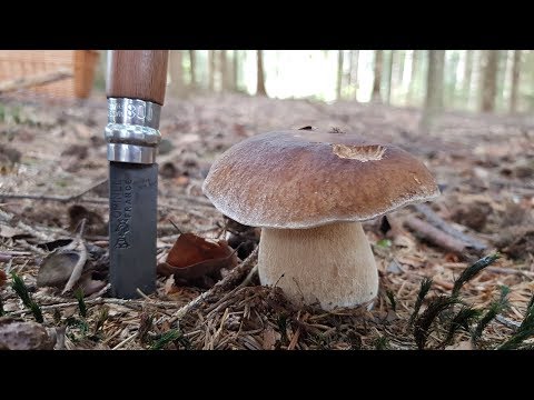 Der Bayern Sondler Teil 129 - Zwei Männlein im Walde...