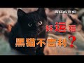 小黑猫一叫，就能带来500万！这样的小猫咪你想要吗？