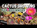 How To Grow Cactus For Beginners How To Take Care Of Cactus Careforcactus