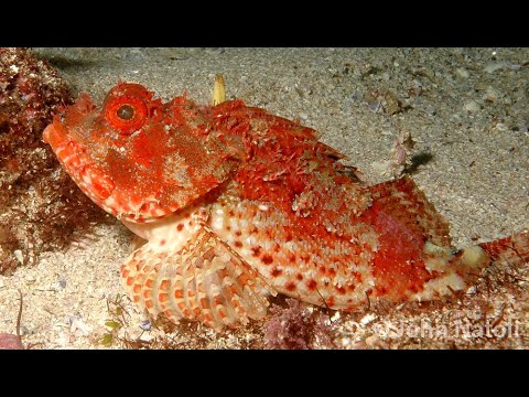 Scorpaena scrofa