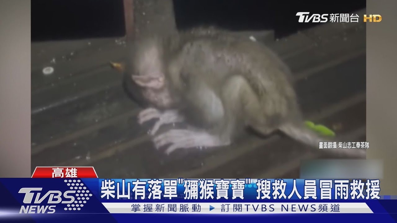 柴山發現落單「獼猴寶寶」 搜救隊冒雨救援仍搶救無效