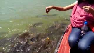 preview picture of video 'Priyanka feeding fishes at Manesar Lake'