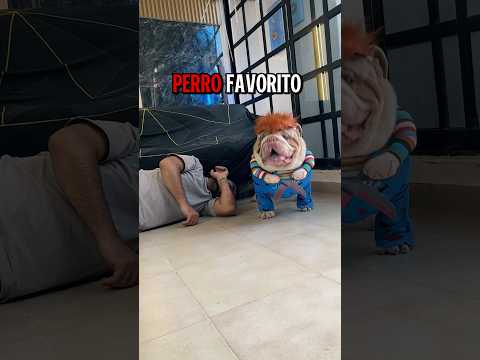 Polar saw the photos 📸… and kicked me out of his life 😱😂 #polar #avidog #humor