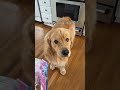 GUILTY PUPPY #dogsoftiktok #goldenretriever #dogshorts
