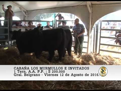 12-08-16 Venta de Hembras A.A. P.P. - Cabaña Los Murmullos e invitados - Gral Belgrano.