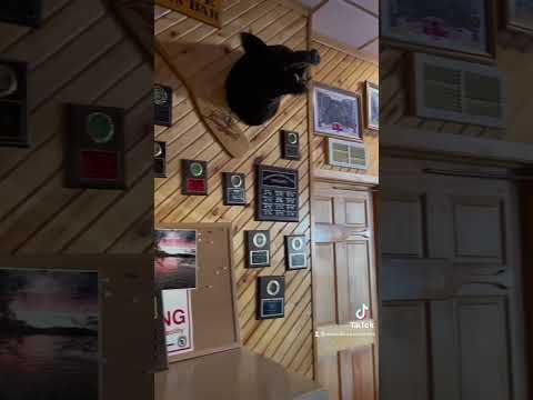 Porky's Pub Video Review