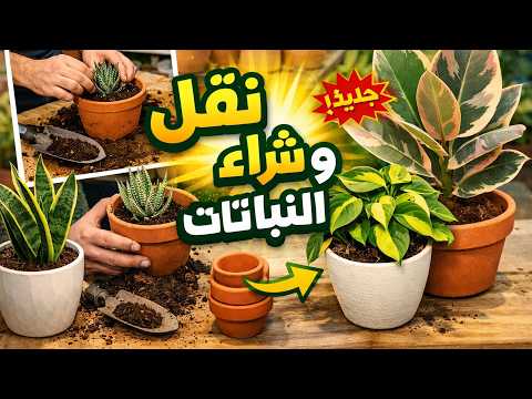 تغيير الأصص للنباتات المنزلية#سر نمو صحي للسنسيفيريا والفيلودندرون
