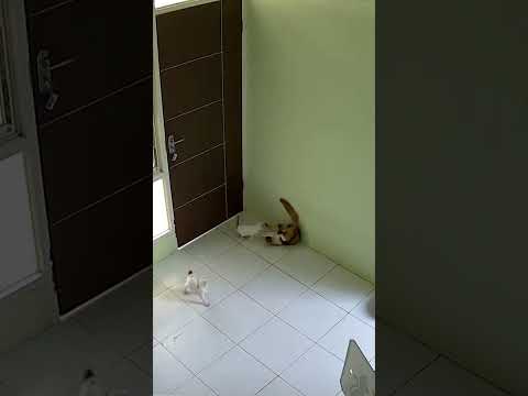 3 Cats Are Playing Around #cat #cats #catshorts #funnycats #funny #catplaying #funnymoments