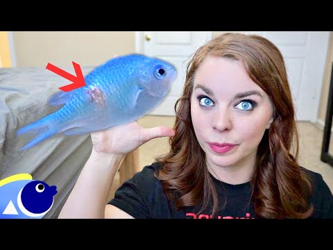 SALTWATER FISH DISEASES NOBODY TALKS ABOUT!