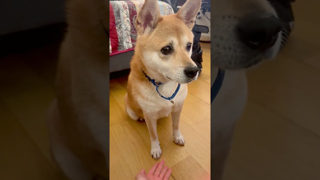 Enlarge Proper, a ADOPTABLE mixed breed in New York, NY video 6/6