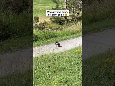 Pomeranian Freaks Out When She Loses Owner 🥺 #shorts #dog