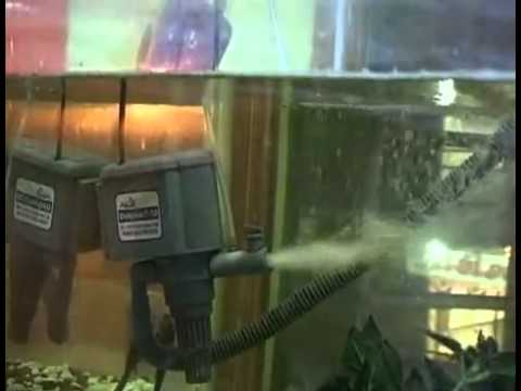 How to Set Up a Tropical Fish Tank 2