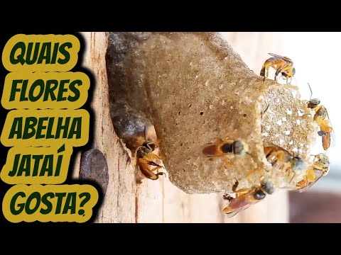 Qual tipo de flor abelha Jataí gosta de visitar? Quais flores atraem as abelhas nativas sem ferrão?